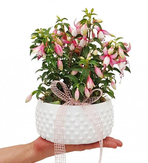 Beyaz Küpeli Çiçeği Tohumu 5 Tohum Çiçek Tohumu + Süpriz Hediye - 2