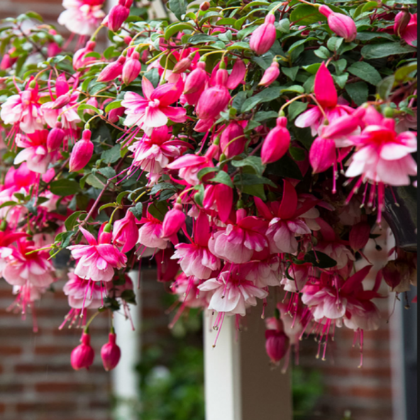 Pembe Küpeli Çiçeği Tohumu Ekim Seti 5 Tohum +Saksı+Toprak+Süpriz - Resim 2