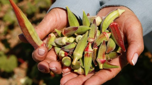 Nadir Kınalı Bamya Tohumu 5 Tohum + Süpriz Hediye Tohum - 5