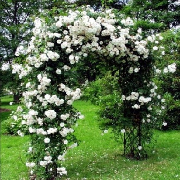 Beyaz Sarmaşık Gül Tohumu 5 Tohum Sarmaşık Gülü Tohumu + Süpriz