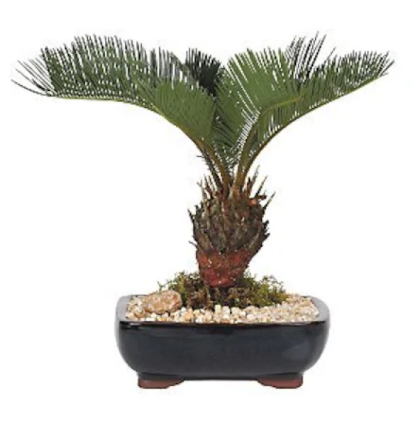 İthal Palmiye Bonzai Ağacı Tohumu Ekim Seti 3 Tohum +Saksı+Toprak
