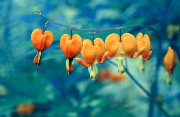 Turuncu Dicentra Çiçeği Tohumu Ekim Seti 5 Tohum + Saksı + Toprak