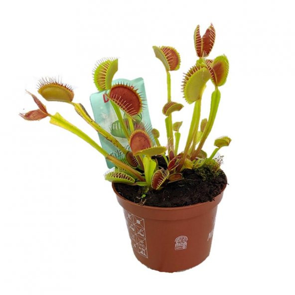 Venüs Fly Trap Etobut Tohumu 5 Tohum Venüs Fly Etçil Sinek Kapan - 2