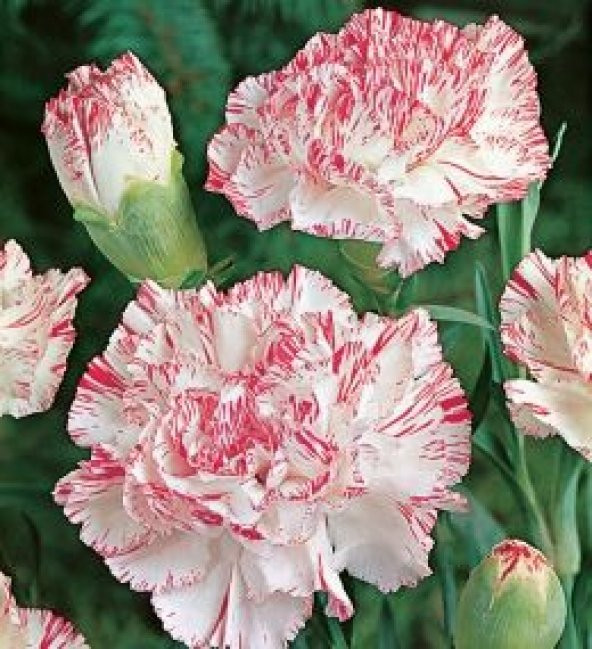 Karışık Garofano Çiçeği Tohumu Ekim Seti 5 Tohum + Saksı + Toprak - 4