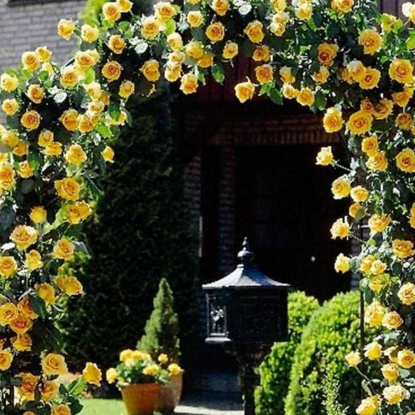 Sarı Sarmaşık Gül Tohumu 5 Tohum Sarmaşık Gülü Tohumu + Süpriz He