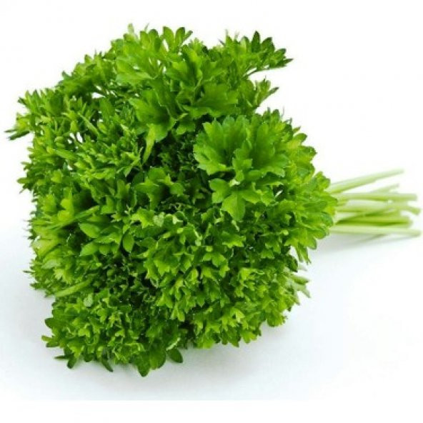 Nadir Kıvırcık Maydonoz Tohumu 100 Tohum + Süpriz Hediye Tohum - Resim 3