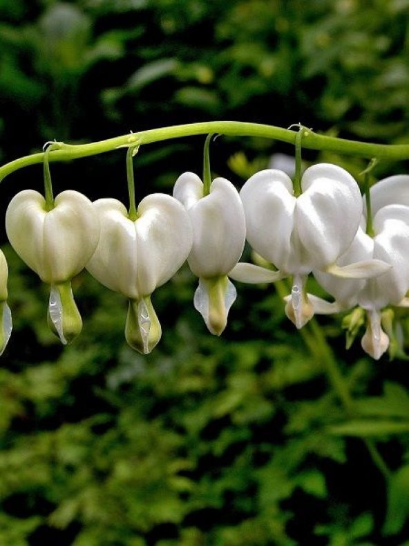 Beyaz Dicentra Çiçeği Tohumu Ekim Seti 5 Tohum + Saksı + Toprak - 2