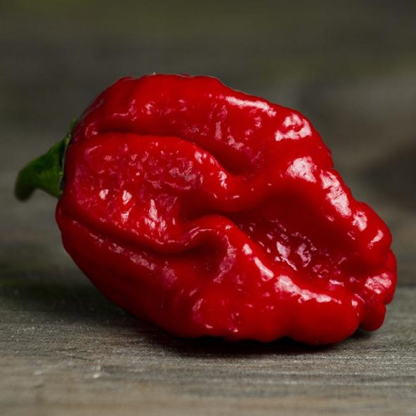 Acı Trinidad Scorpion Biber Tohumu Ekim Seti 5 Tohum +Saksı+Topra - Resim 4