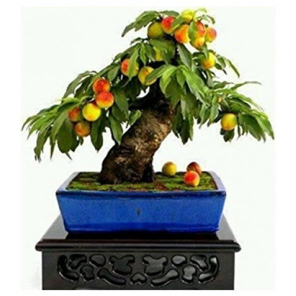 Şeftali Bonzai Ağacı Tohumu 1 Tohum + Süpriz Hediye Bonsai Tohumu