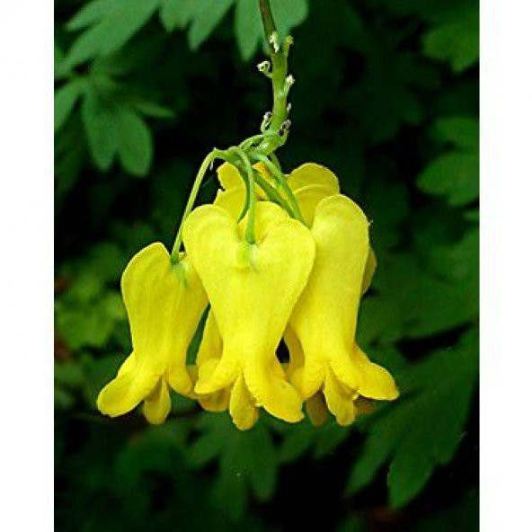 Sarı Kanayan Kalpler Dicentra Çiçeği Tohumu 5 Tohum + Hediye - 3