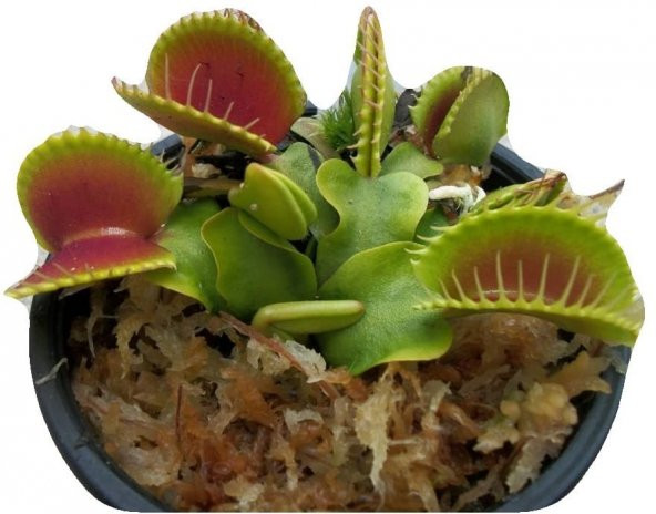 Venüs Fly Trap Etobut Tohumu 5 Tohum Venüs Fly Etçil Sinek Kapan - 3