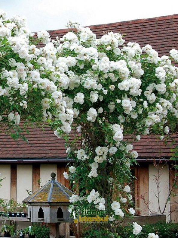 Beyaz Sarmaşık Gül Tohumu 5 Tohum Sarmaşık Gülü Tohumu + Süpriz - 3