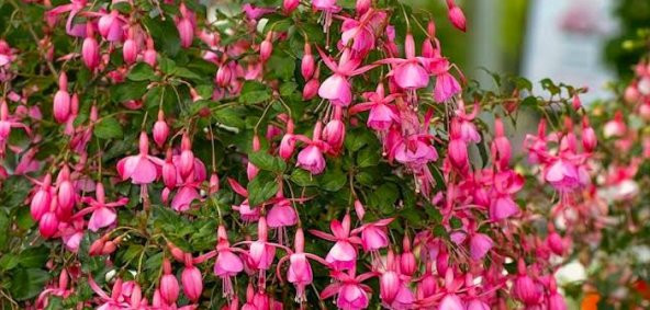 Pembe Küpeli Çiçeği Tohumu 5 Tohum +Süpriz Hediye Tohum - 3