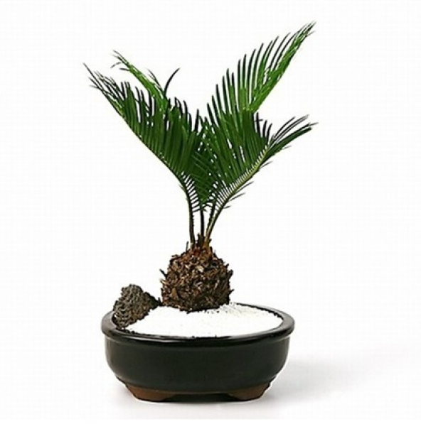 İthal Palmiye Bonzai Ağacı Tohumu Ekim Seti 3 Tohum +Saksı+Toprak - 3