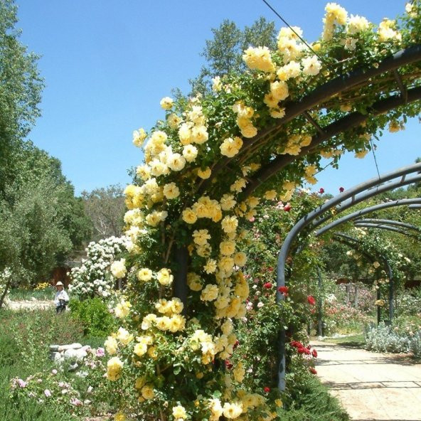 Sarı Sarmaşık Gül Tohumu 5 Tohum Sarmaşık Gülü Tohumu + Süpriz He - 2