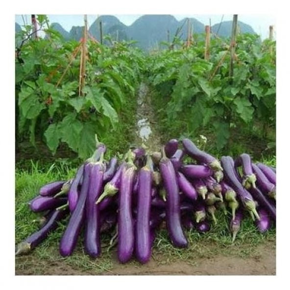 İthal Dev Kemer Patlıcan Tohumu Ekim Seti 5 Tohum +Saksı+Toprak - Resim 4