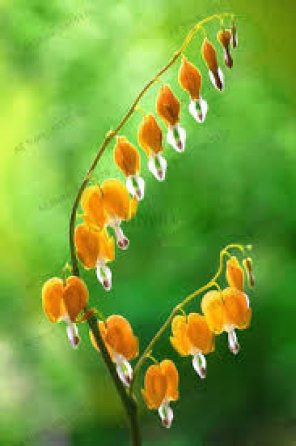 Turuncu Dicentra Çiçeği Tohumu Ekim Seti 5 Tohum + Saksı + Toprak - 3