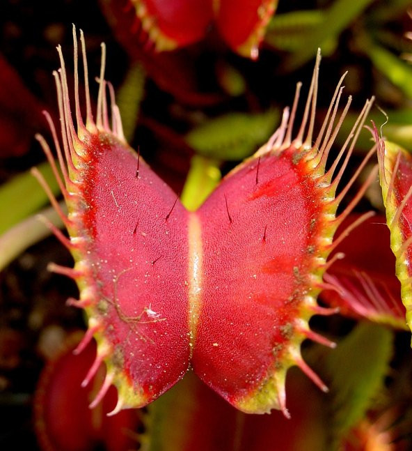 Venüs Fly Trap Etobut Tohumu 5 Tohum Venüs Fly Etçil Sinek Kapan - 4