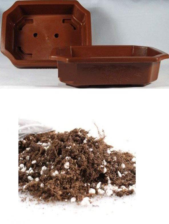 İthal Palmiye Bonzai Ağacı Tohumu Ekim Seti 3 Tohum +Saksı+Toprak - 4