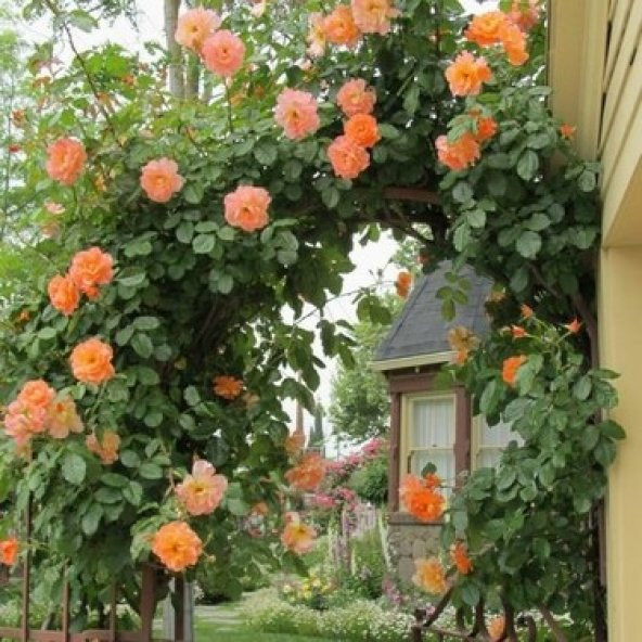 Turuncu Sarmaşık Gül Tohumu 5 Tohum Sarmaşık Gülü Tohumu + Süpriz - 4