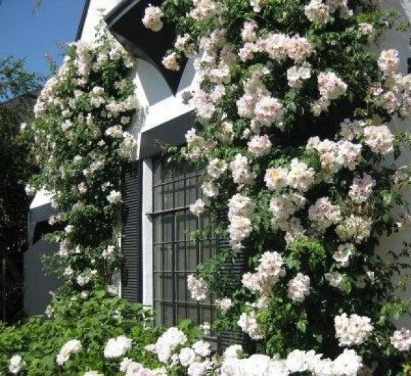 Beyaz Sarmaşık Gül Tohumu 5 Tohum Sarmaşık Gülü Tohumu + Süpriz - 5