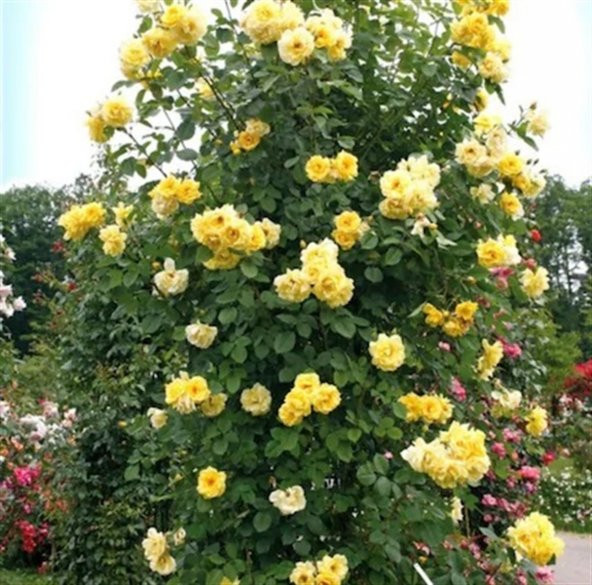 Sarı Sarmaşık Gül Tohumu 5 Tohum Sarmaşık Gülü Tohumu + Süpriz He - 3