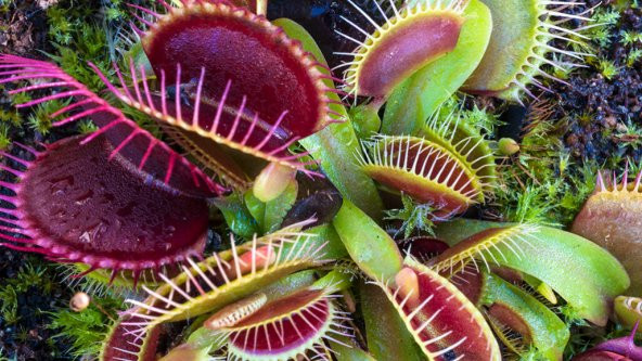 Venüs Fly Trap Etobut Tohumu 5 Tohum Venüs Fly Etçil Sinek Kapan - 5