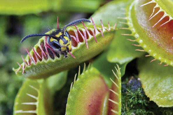 Venüs Fly Trap Etobut Tohumu 5 Tohum Venüs Fly Etçil Sinek Kapan - 6