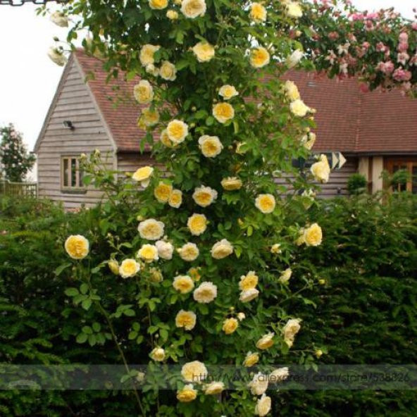 Sarı Sarmaşık Gül Tohumu 5 Tohum Sarmaşık Gülü Tohumu + Süpriz He - 4