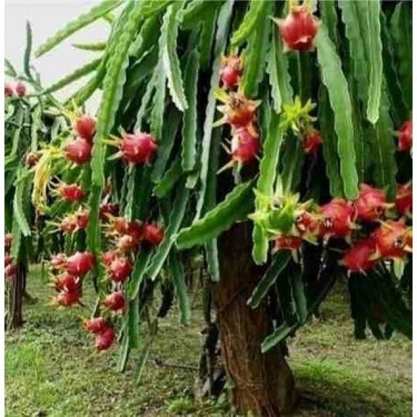 Saksılık Kırmızı Pitaya Tohumu Ekim Seti 5 Tohum + Saksı + Toprak - 5