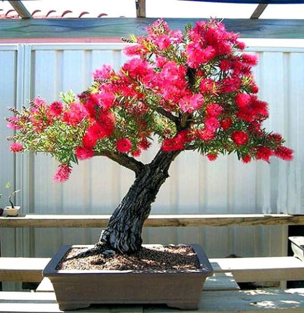 Bodur Callistemon Bonzai Ağacı Tohumu Ekim Seti 20 Tohum +Saksı+T ürün görseli