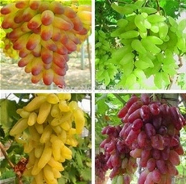 4 Farklı Çeşit Üzüm Tohumu 8 Tohum + Srüpzi Hediye Tohum