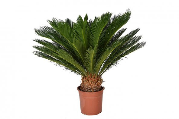 Cycas Tohumu 3 Tohum Sikas Tohumu + Süpriz Hediye Tohum