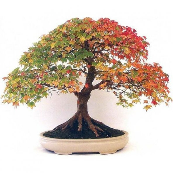 Çınar Bonzai Ağacı Tohumu 5 Tohum + Süpriz Hediye Bonsai Tohumu