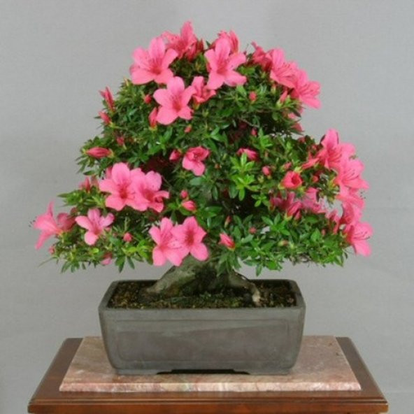 Bodur Pembe Zakkum Bonzai Ağacı Tohumu Ekim Seti 5 Tohum +Saksı+ - Resim 2