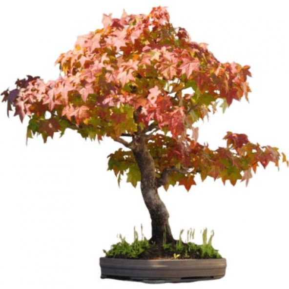 Çınar Bonzai Ağacı Tohumu 5 Tohum + Süpriz Hediye Bonsai Tohumu - 2