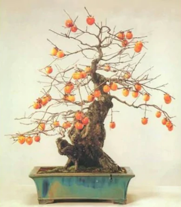 Bodur Hurma Bonzai Ağacı Tohumu Ekim Seti 1 Tohum +Saksı+Toprak - Resim 2