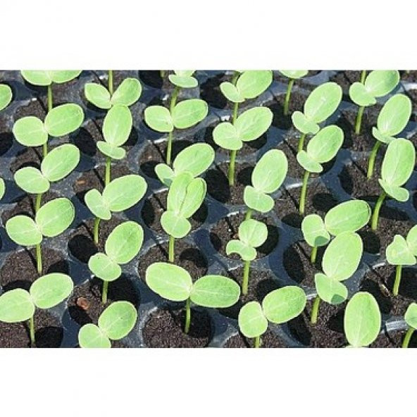 104 lü Plastik Viyol Çimlendirme Viyolü + Süpriz Hediye Tohum - 3