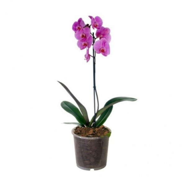 Pembe Orkide Tohumu 5 Tohum + Süpriz Hediye Tohum - 3