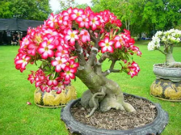 Bodur Pembe Zakkum Bonzai Ağacı Tohumu Ekim Seti 5 Tohum +Saksı+ - Resim 3