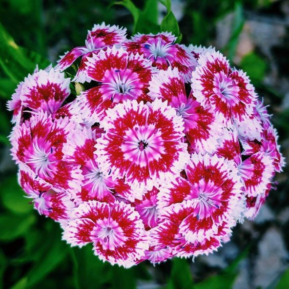 Hüsnü Yusuf Çiçeği Tohumu 10 Tohum Hüsnüyusuf Çiçek Tohumu +Süpri - Resim 2