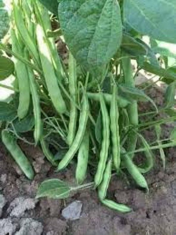 Demir Magnumax Fasulye Tohumu 15 Tohum + Süpriz Hediye Tohum - Resim 2