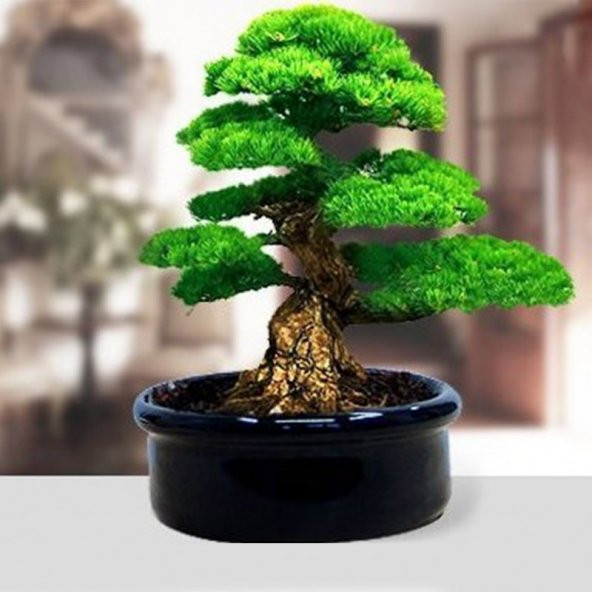 Bodur Fıstık Çamı Bonzai Ağacı Tohumu 2 Tohum + Süpriz Bonsai Toh - 2