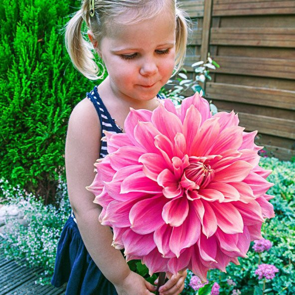 Dev Dahlia Çiçeği Tohumu Ekim Seti 5 Tohum + Saksı + Toprak - 3