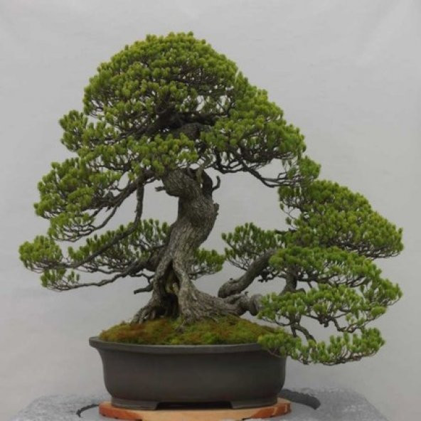 Bodur Okaliptüs Bonzai Ağacı Tohumu 5 Tohum +Süpriz Bonsai Tohumu - 2