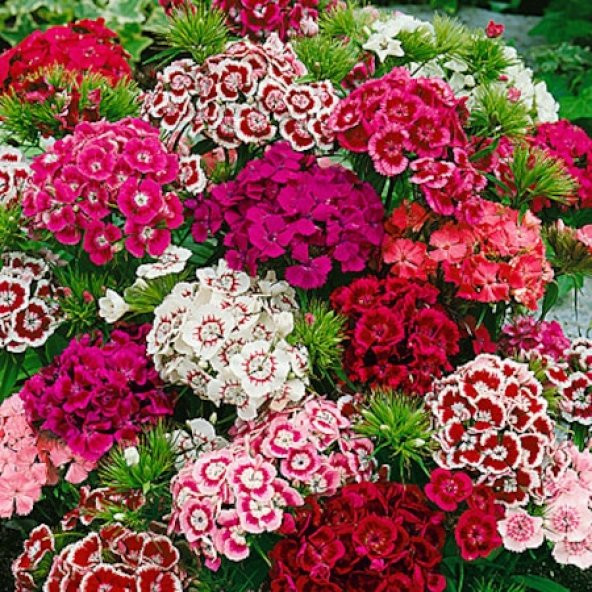 Hüsnü Yusuf Çiçeği Tohumu 10 Tohum Hüsnüyusuf Çiçek Tohumu +Süpri - Resim 3