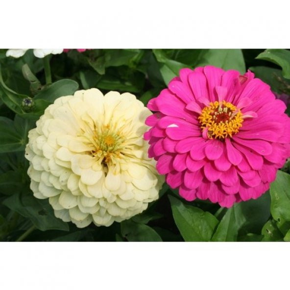 Zinna Çiçeği Tohumu 5 Tohum + Süpriz Hediye Tohum - 5