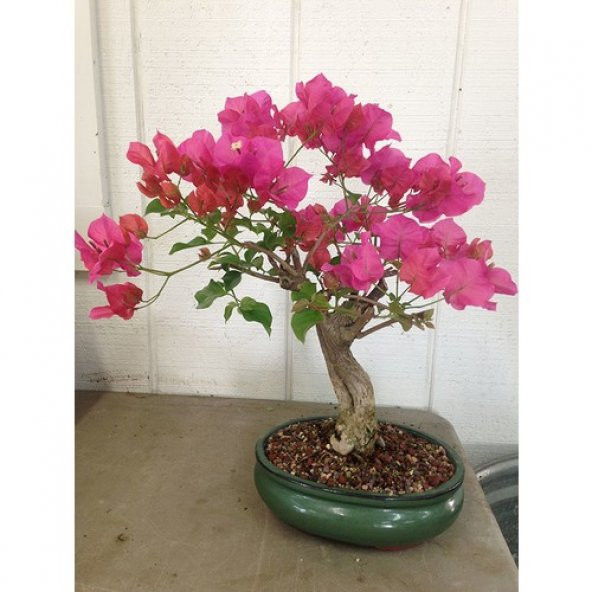 Bodur Orkide Bonzai Ağacı Tohumu Ekim Seti 5 Tohum +Saksı+Toprak - 3