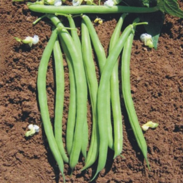 Demir Magnumax Fasulye Tohumu 15 Tohum + Süpriz Hediye Tohum - Resim 3