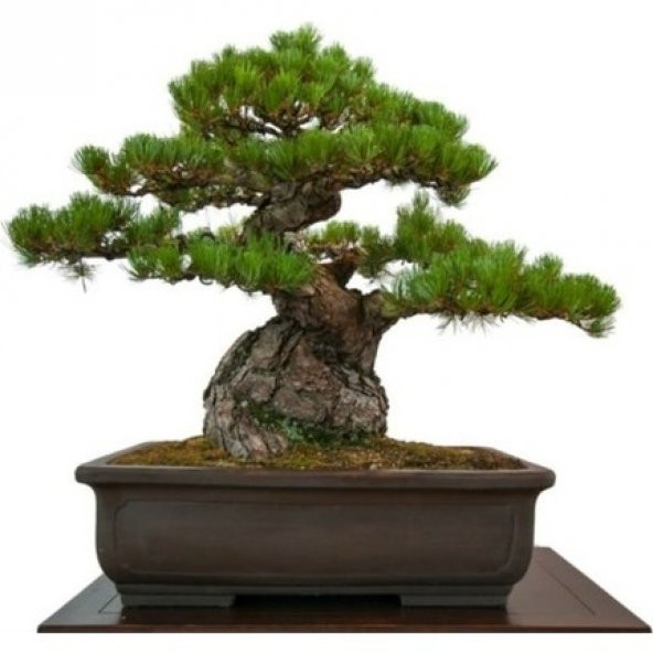 Bodur Fıstık Çamı Bonzai Ağacı Tohumu 2 Tohum + Süpriz Bonsai Toh - 4